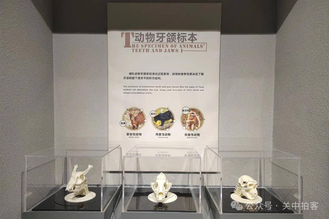 西京医院：参观国际口腔医学博物馆