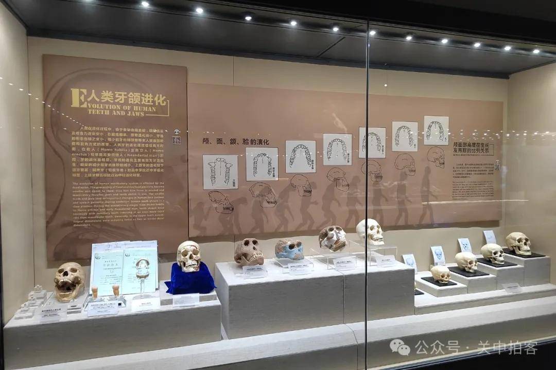 西京医院：参观国际口腔医学博物馆