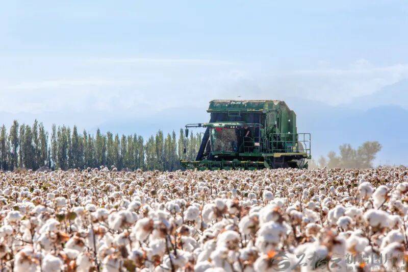 棉花现货(棉花现货价格环比略有下跌)