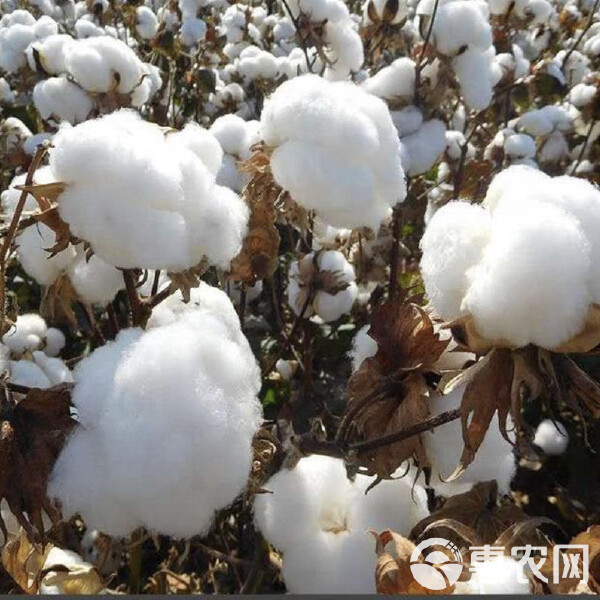 棉花现货(棉花现货价格环比略有下跌)