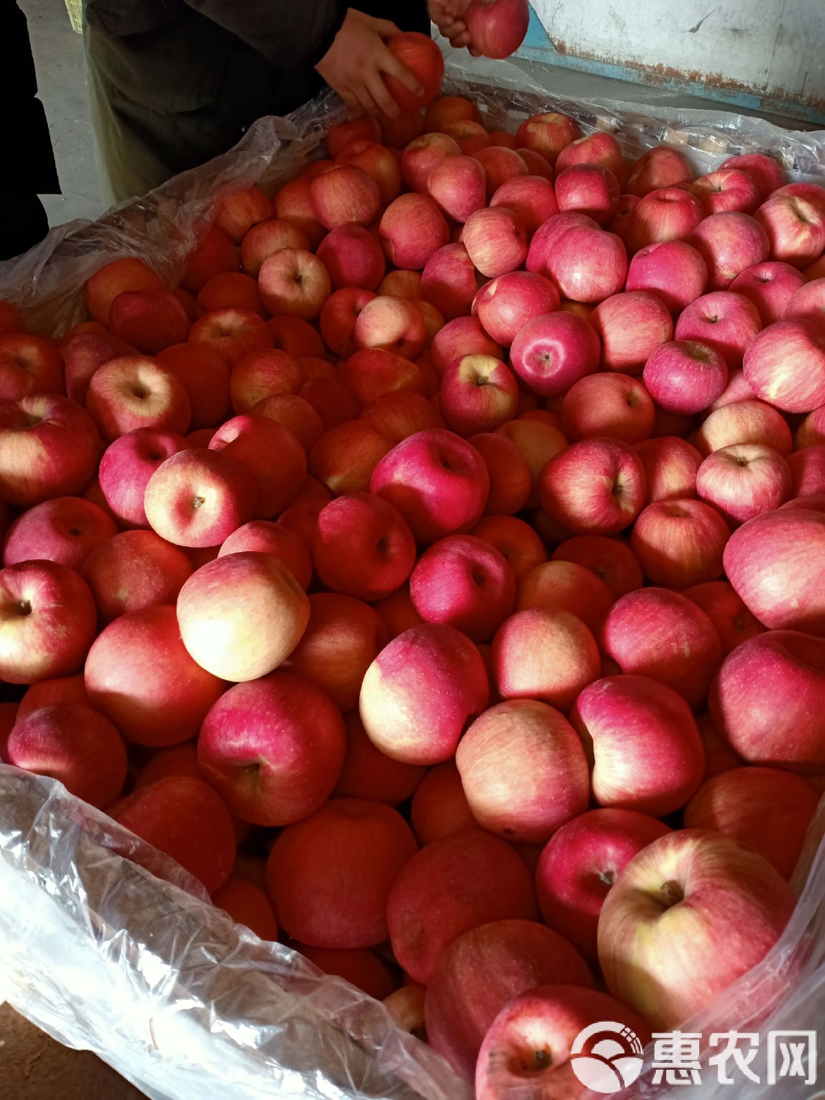 苹果现货(苹果现货最新价格)