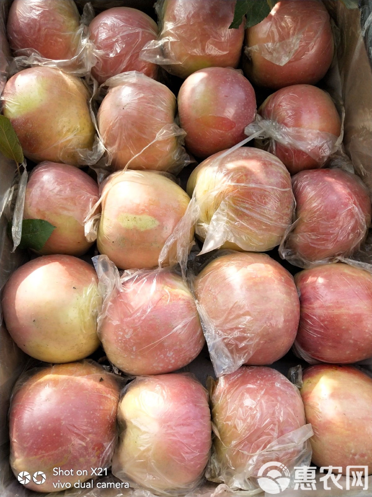 苹果现货(苹果现货最新价格)