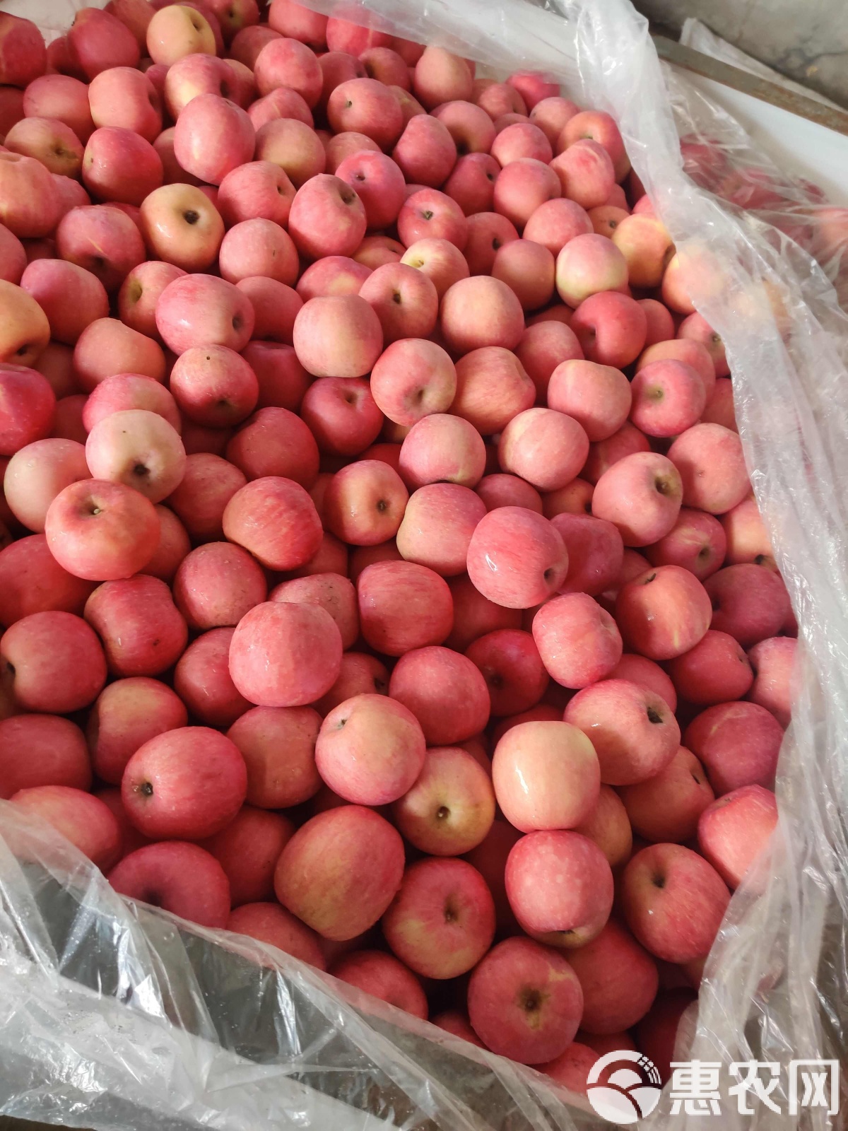 苹果现货(苹果现货与期货差2000点)