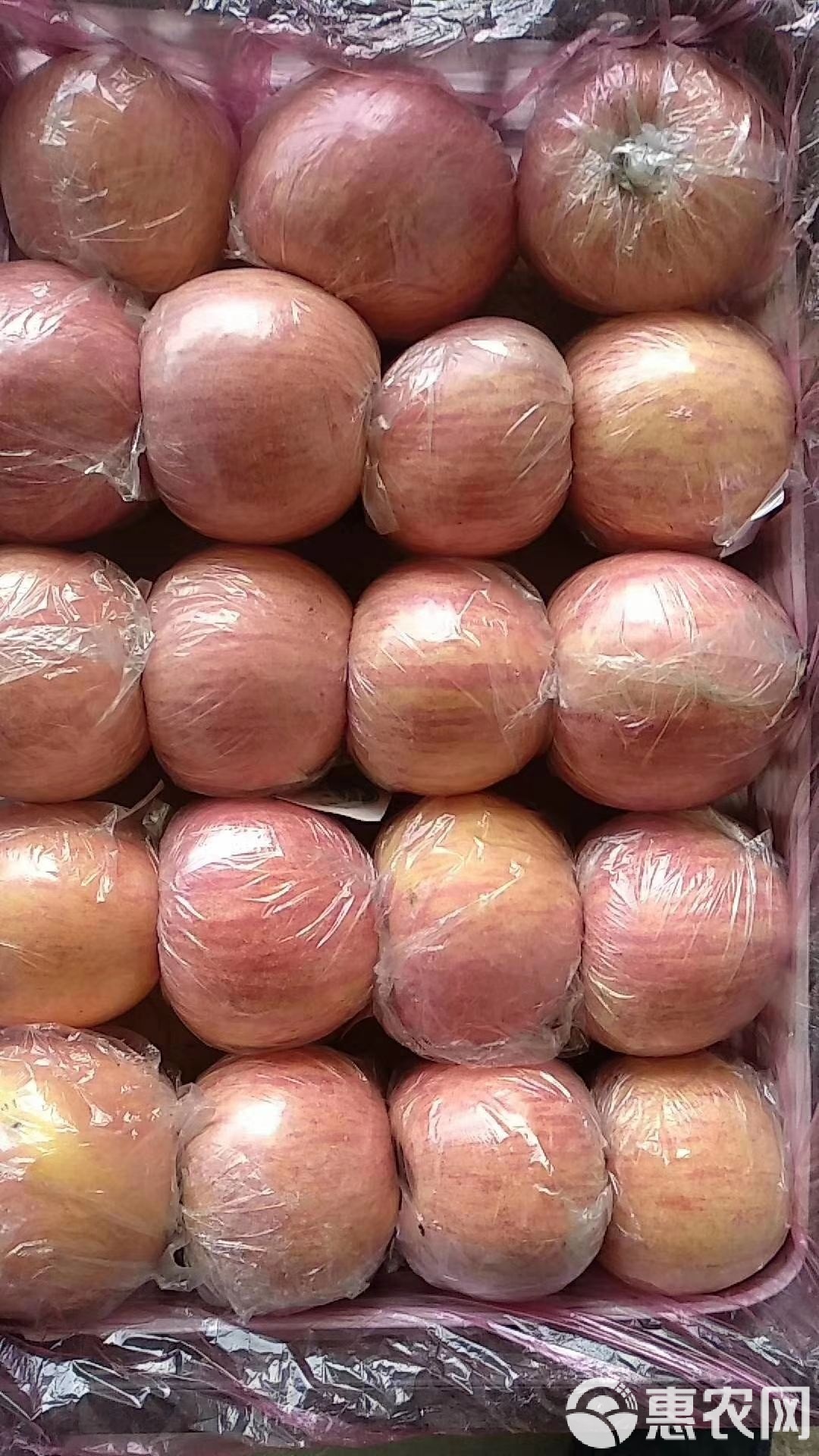 苹果现货(苹果现货价格)