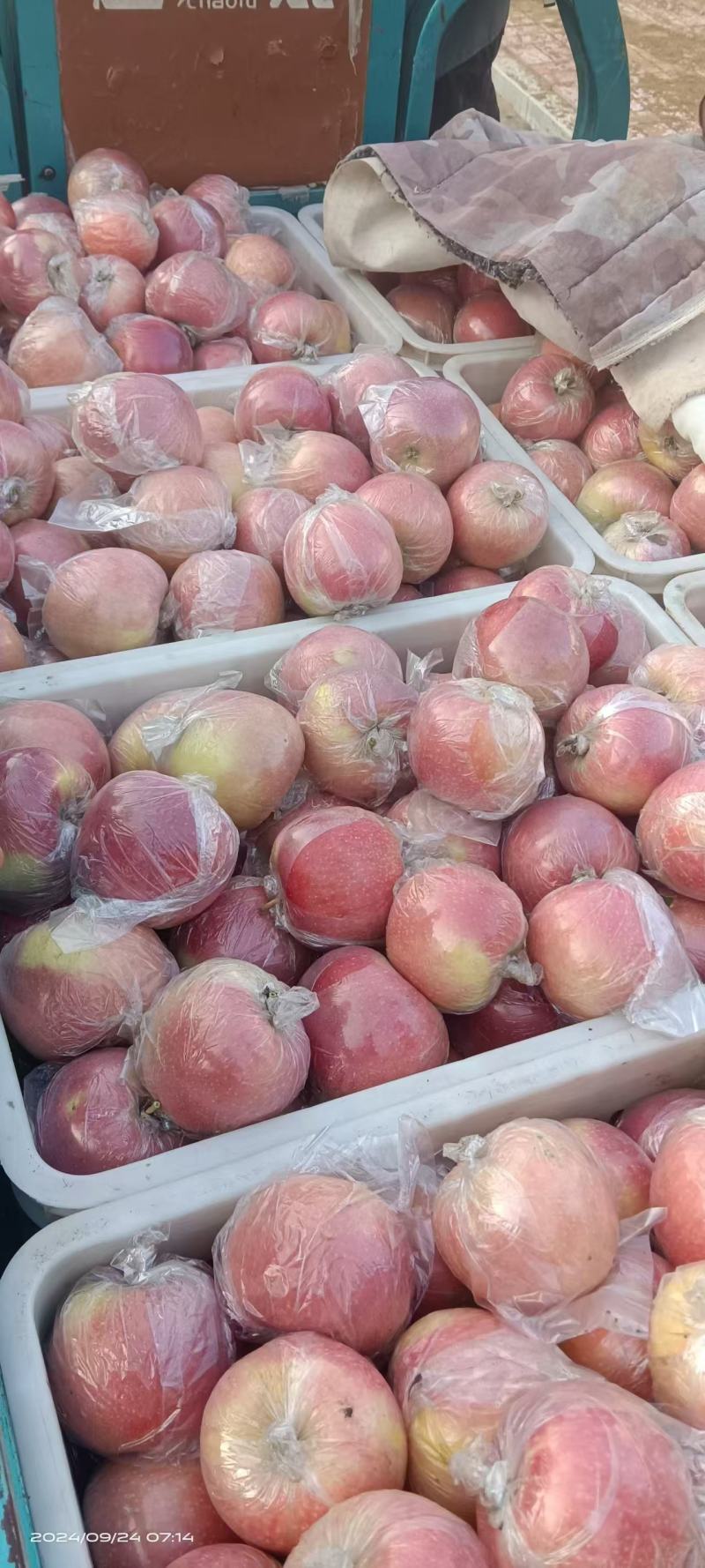 苹果现货(苹果现货价格走势图)